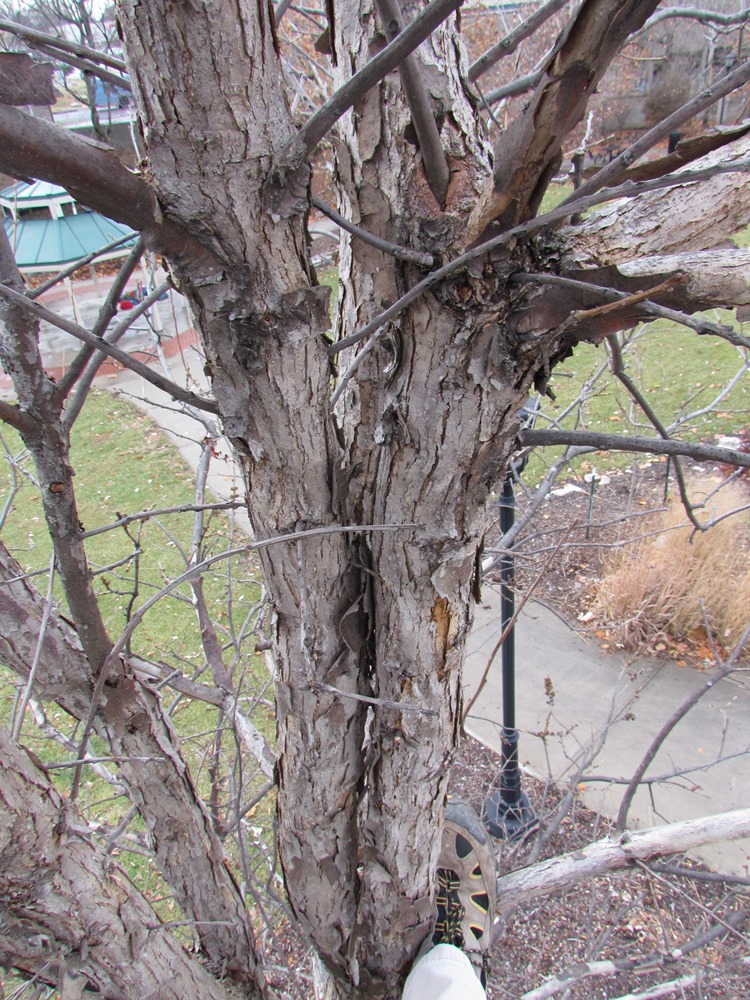 Pruning Young Oaks International Oak Society